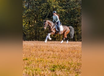 KWPN, Merrie, 8 Jaar, 165 cm, Donkerbruin