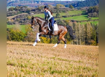 KWPN, Merrie, 8 Jaar, 165 cm, Donkerbruin