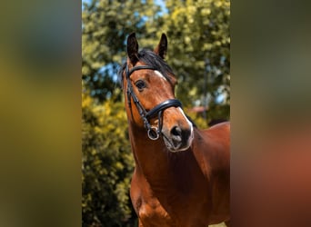 KWPN, Merrie, 8 Jaar, 165 cm, Roodbruin