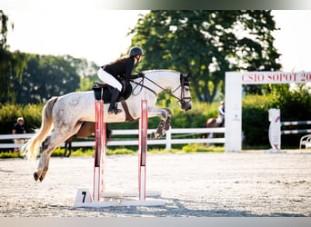 KWPN, Merrie, 8 Jaar, 165 cm, Schimmel