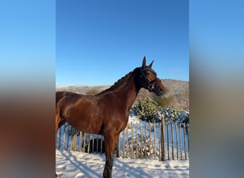 KWPN, Merrie, 8 Jaar, 166 cm, Bruin