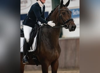 KWPN, Merrie, 8 Jaar, 166 cm, Donkerbruin