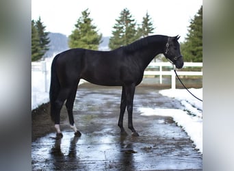 KWPN, Merrie, 8 Jaar, 166 cm, Donkerbruin