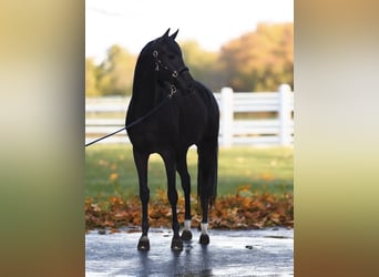 KWPN, Merrie, 8 Jaar, 166 cm, Donkerbruin