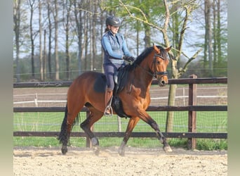 KWPN, Merrie, 8 Jaar, 166 cm, Roodbruin