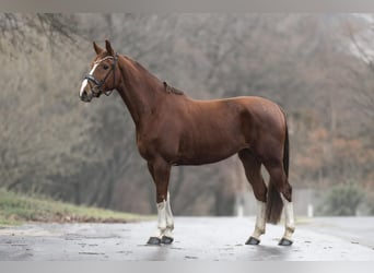 KWPN, Merrie, 8 Jaar, 166 cm, Vos