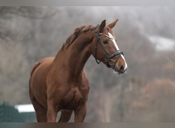 KWPN, Merrie, 8 Jaar, 166 cm, Vos