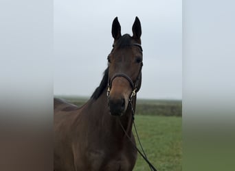 KWPN, Merrie, 8 Jaar, 167 cm, Bruin