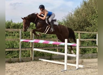 KWPN, Merrie, 8 Jaar, 167 cm, Donkere-vos