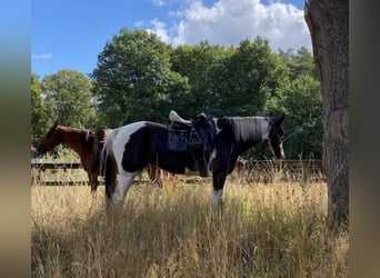 KWPN, Merrie, 8 Jaar, 167 cm, Gevlekt-paard