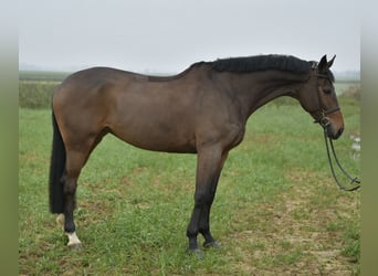 KWPN, Merrie, 8 Jaar, 167 cm