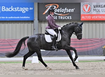 KWPN, Merrie, 8 Jaar, 167 cm, Zwartbruin