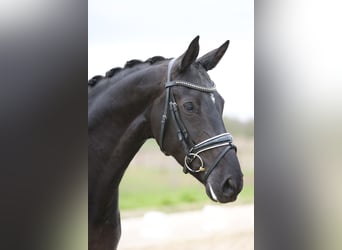 KWPN, Merrie, 8 Jaar, 167 cm, Zwartbruin