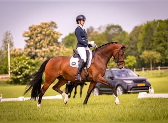 KWPN, Merrie, 8 Jaar, 168 cm, Bruin