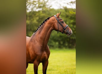 KWPN, Merrie, 8 Jaar, 168 cm, Bruin