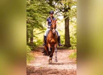 KWPN, Merrie, 8 Jaar, 168 cm, Bruin