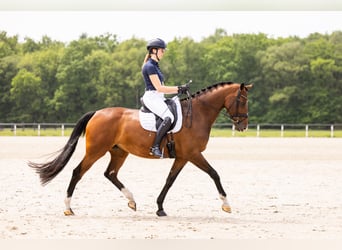 KWPN, Merrie, 8 Jaar, 168 cm, Bruin