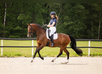 KWPN, Merrie, 8 Jaar, 168 cm, Bruin