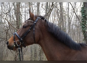 KWPN, Merrie, 8 Jaar, 168 cm, Bruin