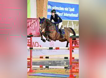 KWPN, Merrie, 8 Jaar, 168 cm, Bruin