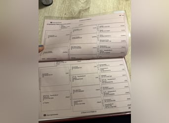 KWPN, Merrie, 8 Jaar, 168 cm, Donkerbruin