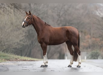 KWPN, Merrie, 8 Jaar, 168 cm, Vos