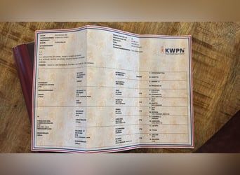 KWPN, Merrie, 8 Jaar, 168 cm, Zwart