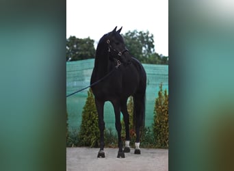 KWPN, Merrie, 8 Jaar, 168 cm, Zwart