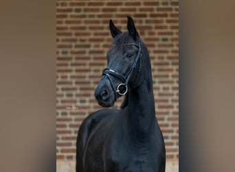KWPN, Merrie, 8 Jaar, 168 cm, Zwart