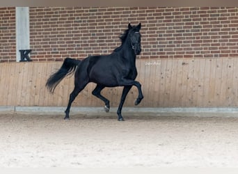 KWPN, Merrie, 8 Jaar, 168 cm, Zwart