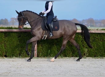 KWPN, Merrie, 8 Jaar, 168 cm, Zwartbruin