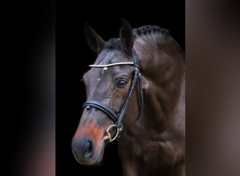 KWPN, Merrie, 8 Jaar, 168 cm, Zwartbruin