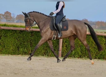 KWPN, Merrie, 8 Jaar, 168 cm, Zwartbruin