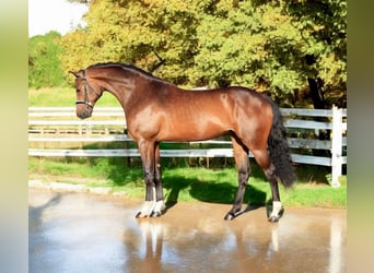 KWPN, Merrie, 8 Jaar, 169 cm