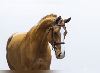 KWPN, Merrie, 8 Jaar, 169 cm