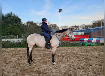 KWPN, Merrie, 8 Jaar, 170 cm, Buckskin