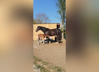 KWPN, Merrie, 8 Jaar, 170 cm, Zwart