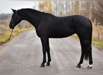 KWPN, Merrie, 8 Jaar, 170 cm, Zwart