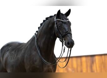 KWPN, Merrie, 8 Jaar, 170 cm, Zwart