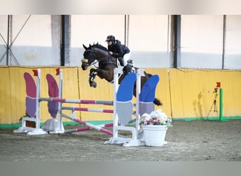 KWPN, Merrie, 8 Jaar, 170 cm, Zwart