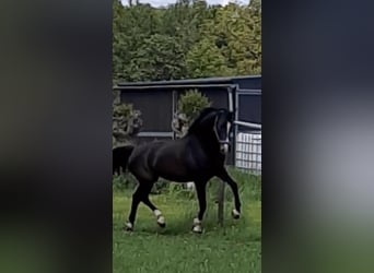 KWPN, Merrie, 8 Jaar, 170 cm, Zwartbruin