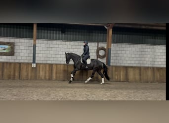 KWPN, Merrie, 8 Jaar, 171 cm