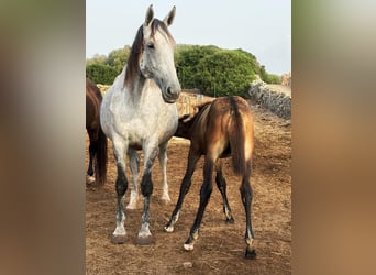 KWPN, Merrie, 8 Jaar, 171 cm, Schimmel