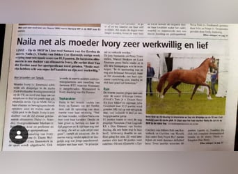 KWPN, Merrie, 8 Jaar, 171 cm, Vos