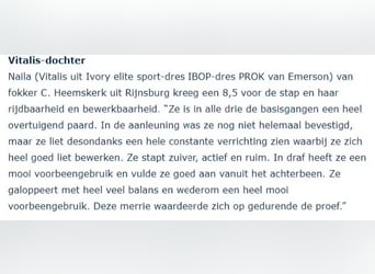 KWPN, Merrie, 8 Jaar, 171 cm, Vos