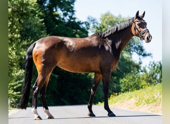 KWPN, Merrie, 8 Jaar, 172 cm, Donkerbruin