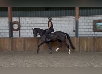 KWPN, Merrie, 8 Jaar, 172 cm, Zwart