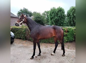 KWPN, Merrie, 8 Jaar, 173 cm, Donkerbruin