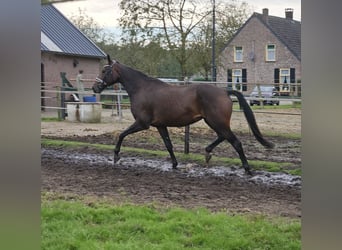 KWPN, Merrie, 8 Jaar, 173 cm, Donkerbruin