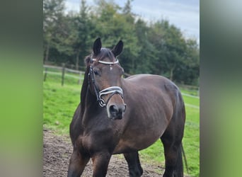 KWPN, Merrie, 8 Jaar, 173 cm, Donkerbruin